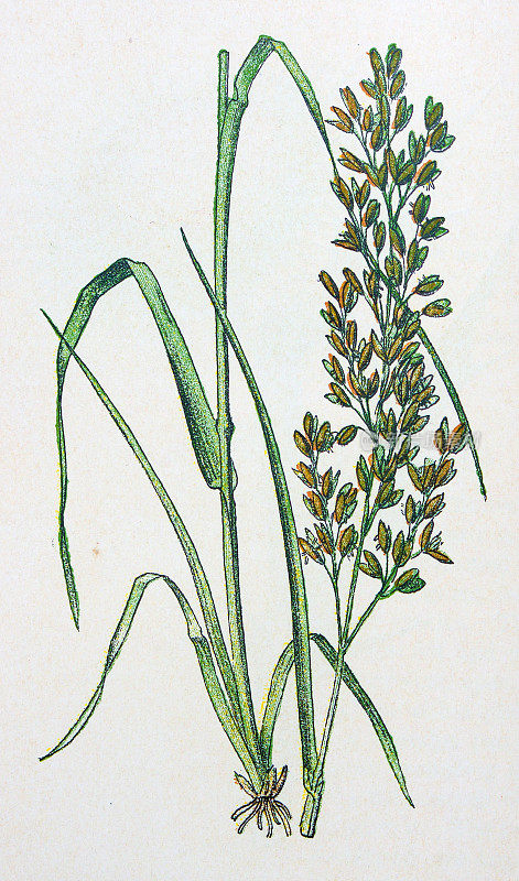 古董植物学插图:草甸软草，Holcus lanatus